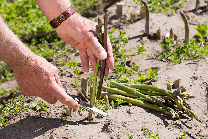 Asperges uit de moestuin oogsten